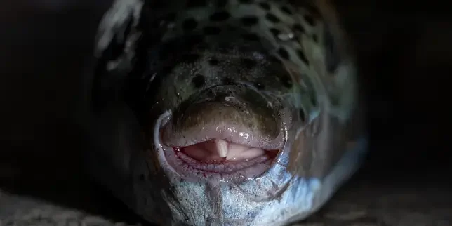 In Greece, the spread of the invasive and toxic pufferfish is a scourge for fishers