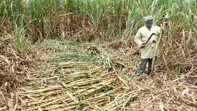 Sugar price rise: Allow jaggery units to produce ethanol, says sugarcane growers’ body
