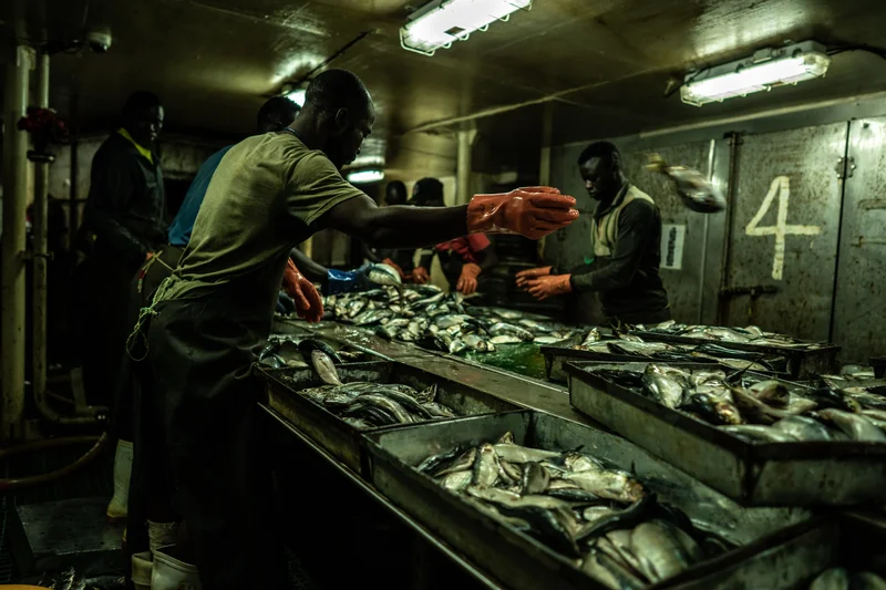 Aquaculture is depleting the oceans: A farmed salmon can consume more than six times its weight in wild fish