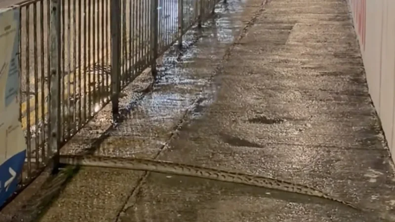 What’s a Burmese python doing in Causeway Bay? Expert links reptile to rain