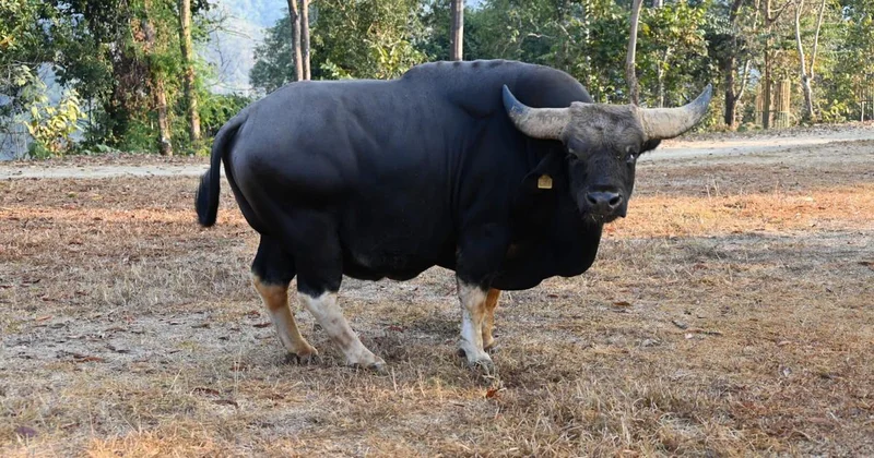 In Arunachal Pradesh, genetic study is helping conserve mithun population