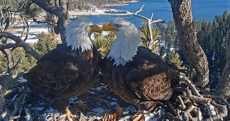 Jackie the bald eagle dead at 14
