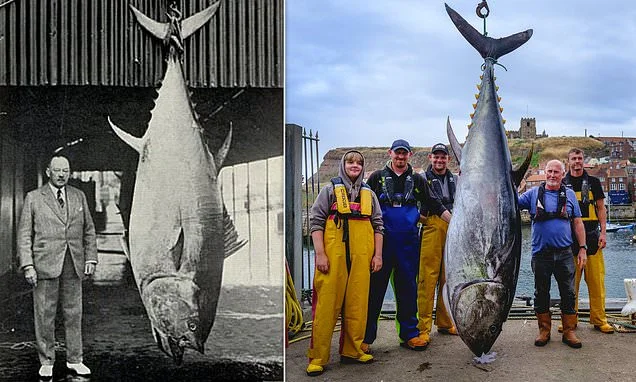 Bluefin tuna is caught in North Sea for the first time in 90 years