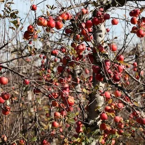 Pastures Past: Manawatu’s neglected orchard menace in 1923