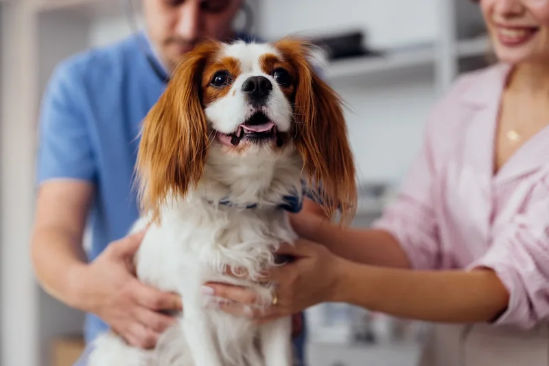 I’m a psychologist. Here’s what your pet’s social media account reveals about you