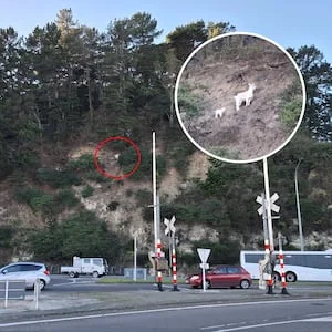 Wild goats chilling on suburban Napier cliff-face are enjoying nearby residents’ fruit trees