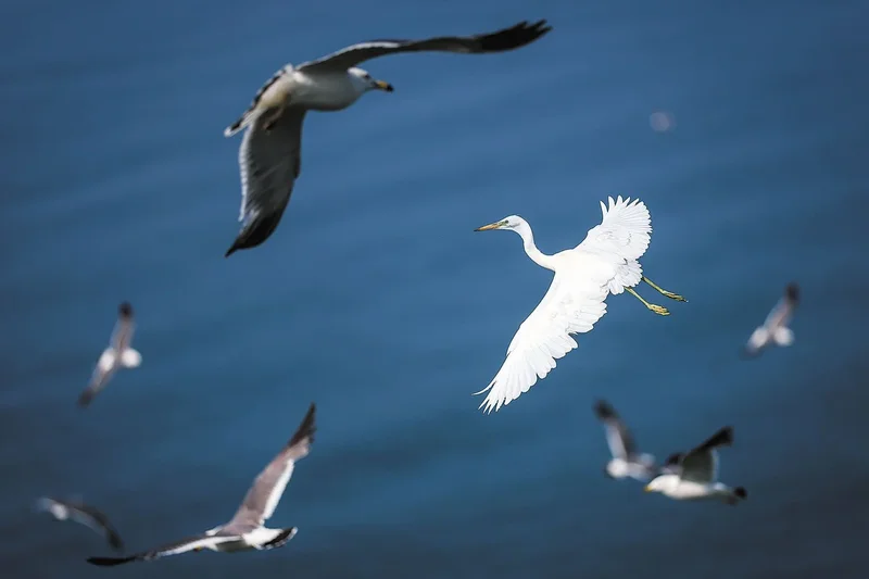 Birders in a flap of excitement over UNESCO decision