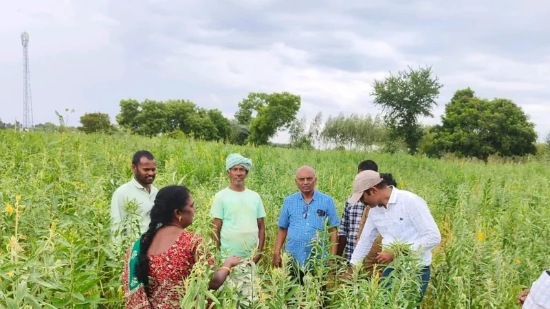 Chittoor district implements fodder security measures amid El Nino concerns