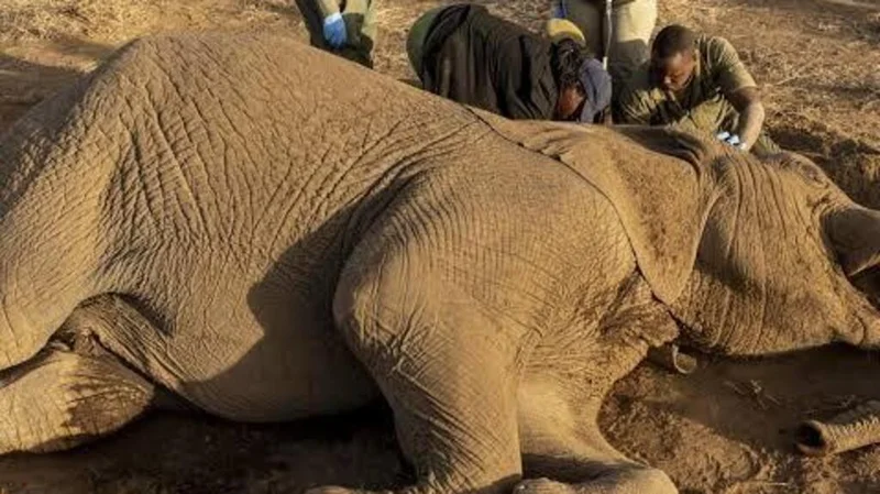 Mystery elephant deaths in Kenya leave experts divided over cause