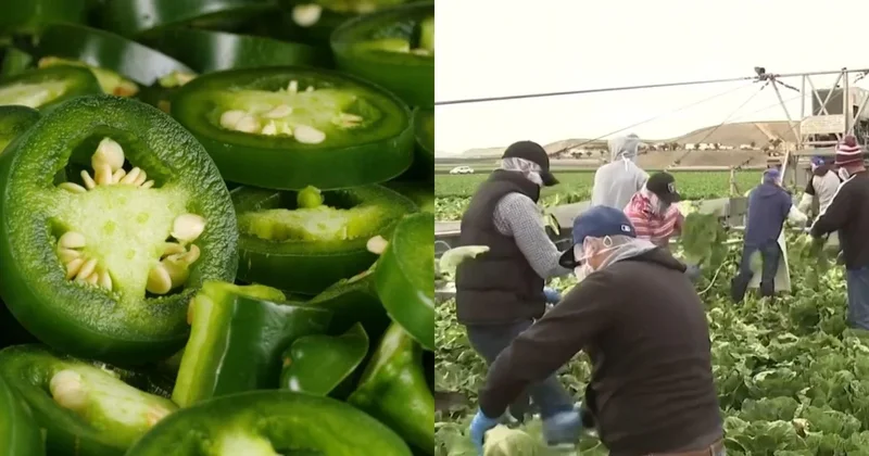 Jalapeños sold at Chipotle, Qdoba linked to salmonella surge as cyclospora outbreak continues