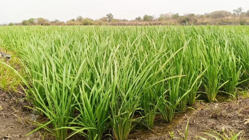 How China’s ‘magic’ rice seeds are transforming the fortunes of Nigerian farmers