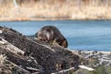 Beavers Once Parachuted From Planes in 1948 to Relocate &mdash; Their Legacy Still Shapes the Idaho Wilderness Today