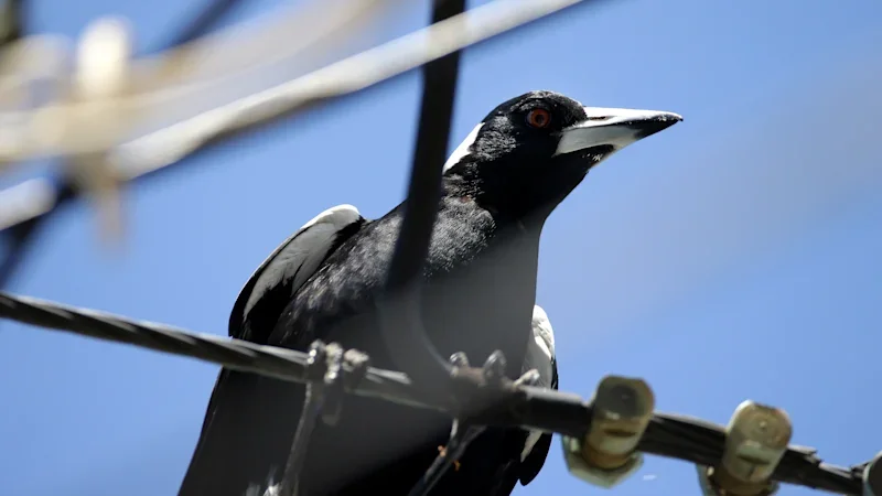 Worst Brisbane suburbs for bird swooping revealed in new data