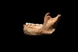 Newly Analyzed Skull Fragments Suggest Ancient Human Species Had a &ldquo;Mosaic&rdquo; Anatomy