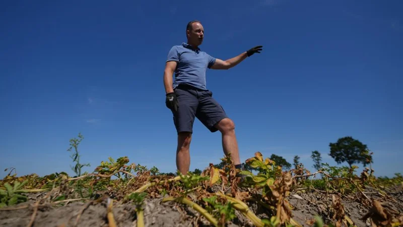 European drought shrivels crops despite farmers’ best efforts to adapt