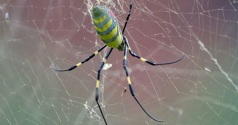 What to do if you see a giant, invasive spider popping up in multiple states