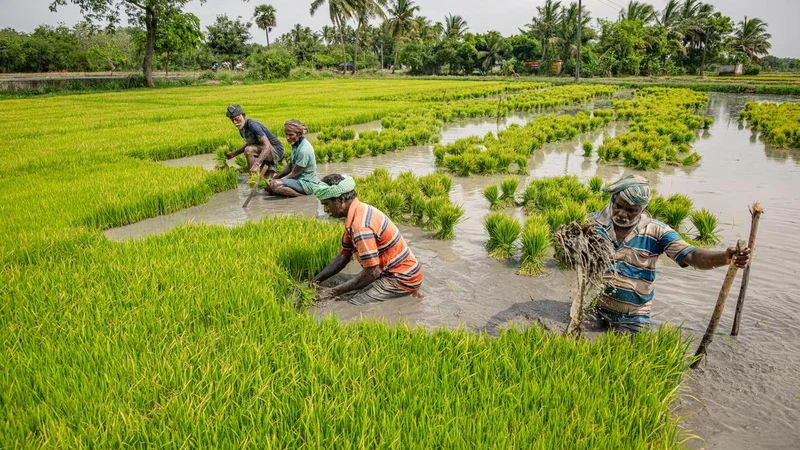 Short supply of paddy, soaring prices hit rice mills in Tiruchi district