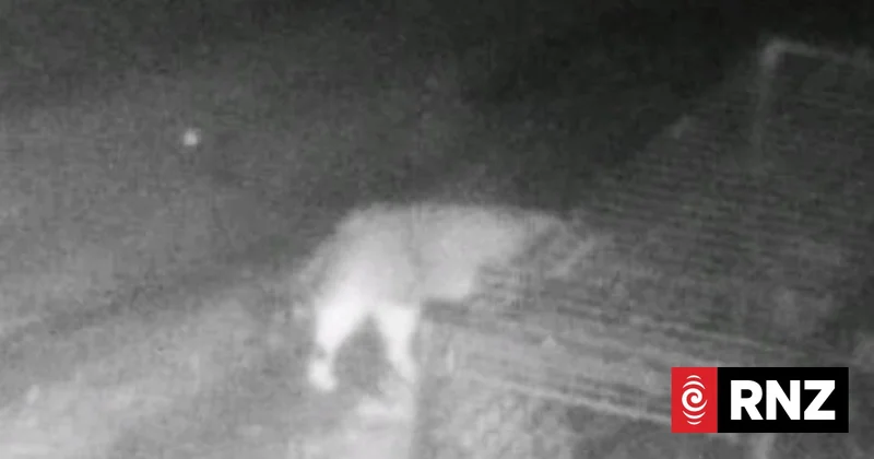 Wildlife-devouring feral cat 'Nine Lives' caught after three-year effort