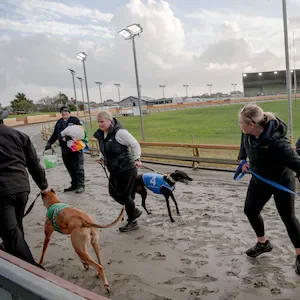 New Zealand has ended greyhound racing. Now it has to manage the aftermath