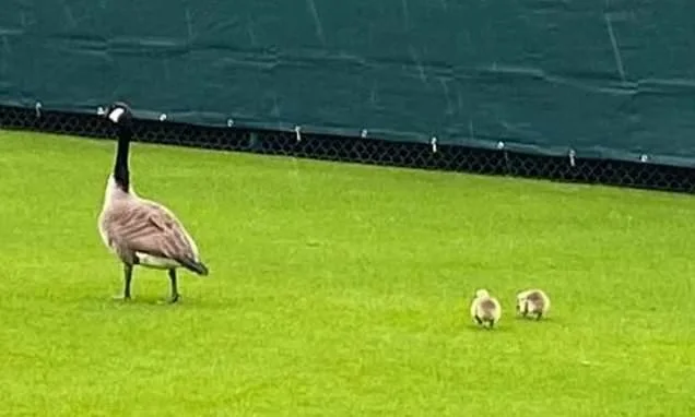 Fowl play! Email reveals members' fury at tennis club's lies over goose cull
