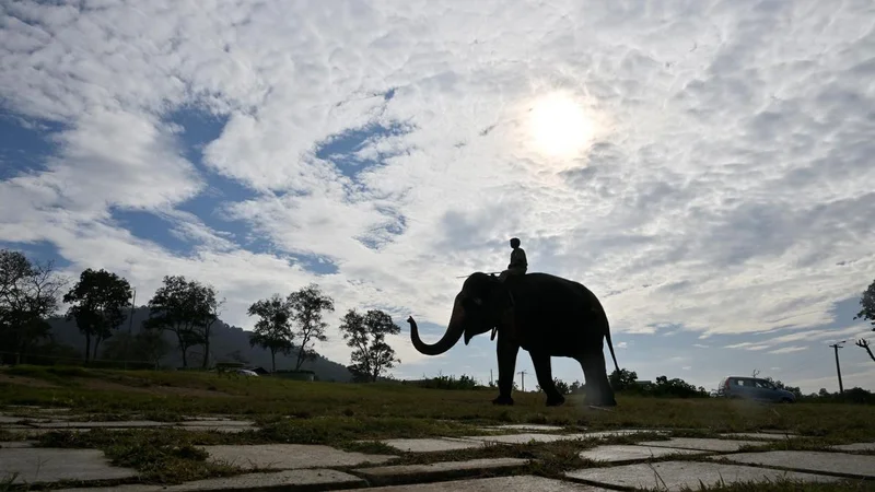 Guardians of the gentle giants: Mahouts from indigenous communities and their bond with elephants