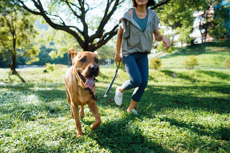 From microbiomes to immunity: a vet-led guide to supporting your pet’s health for the years ahead