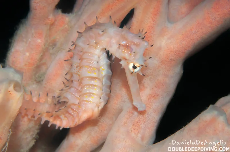 ‘Beautiful and wonderful’ new seahorse species named after UBC professor