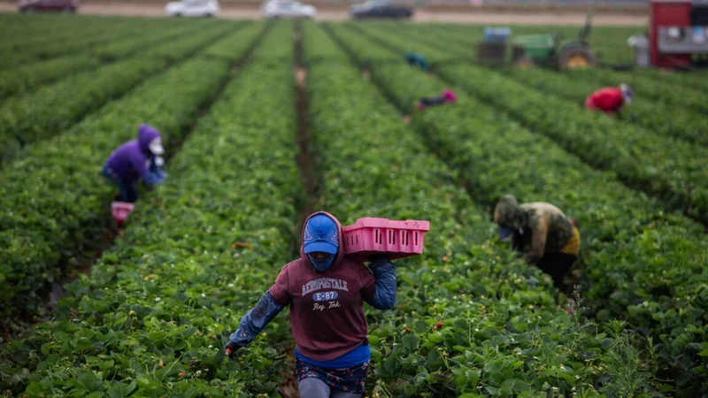 As temperatures get hotter, pesticides are more dangerous to farmworkers
