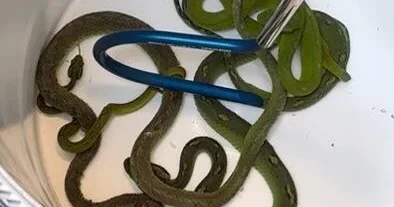 Moving pillowcase leads to discovery of reptiles in car seized at border