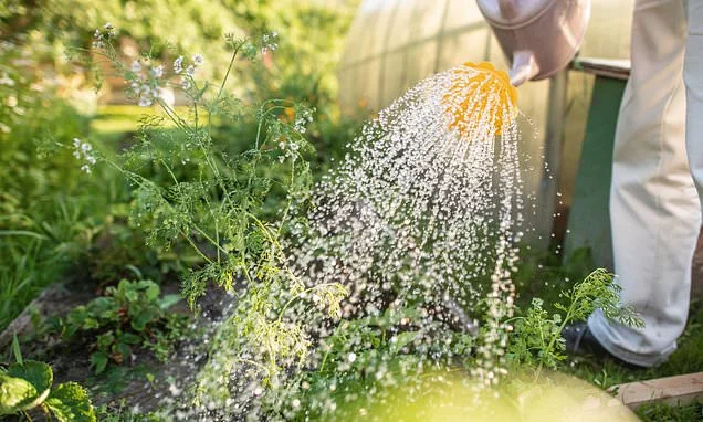 Number of back injuries among people trying to save parched gardens soars as a result of the hosepipe ban