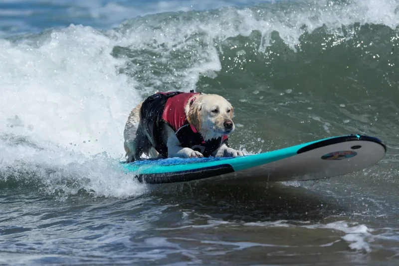 Here’s 15 Photos From the 2026 Dog Surfing Championships