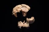 New Fossils From Spain's Gran Dolina Cave Reveal Ancient Cannibalism and New Clues About <em>Homo antecessor</em>