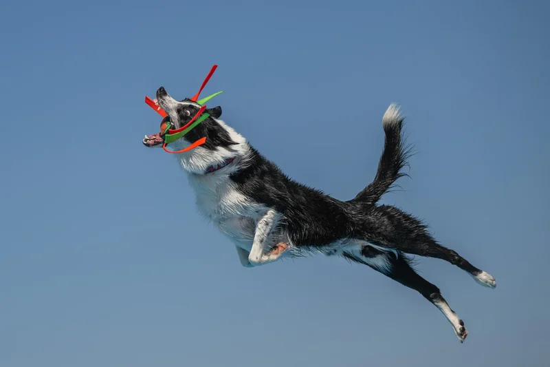 35 delightful images from the 2026 International Pet Photography Awards