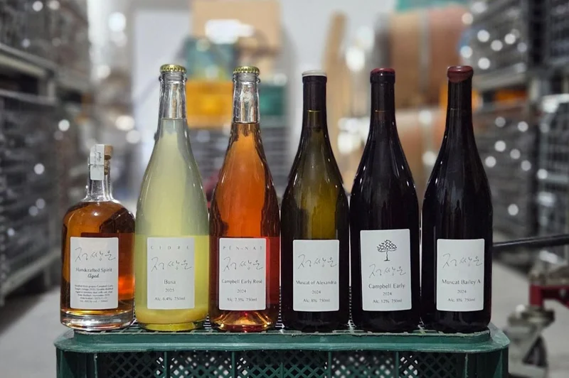 Is Korea really unsuitable for winemaking? This winemaker in Geochang says no
