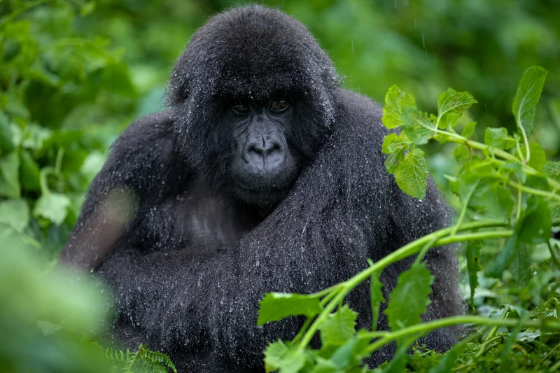 Rwanda Will Name 22 Baby Gorillas. Here Is What That Is Worth