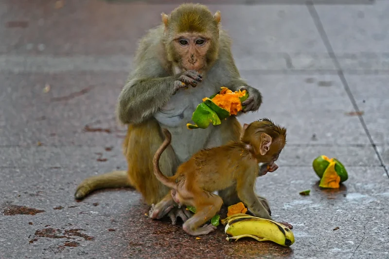 India deploys men pretending to be monkeys to protect Badminton World Championships venue