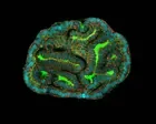 ‘A mouse can’t tell us what works’: UK scientists to grow miniature human organs for drug testing