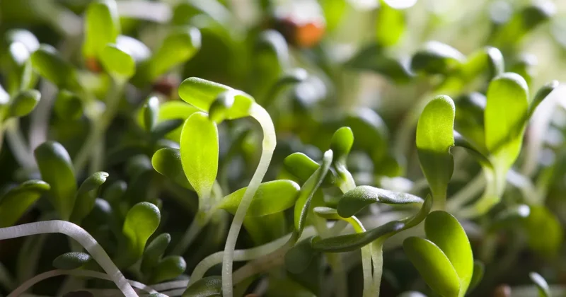Alfalfa sprouts recalled after E. coli, salmonella outbreak sickens dozens