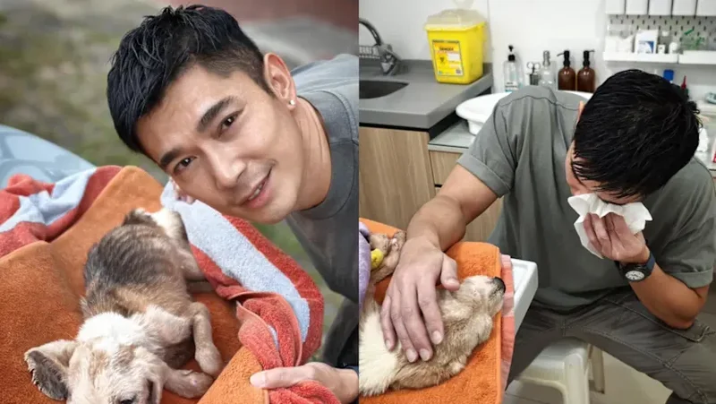 Elvin Ng had to euthanise his 17-year-old dog due to declining health: 'I felt I could have done better for her'