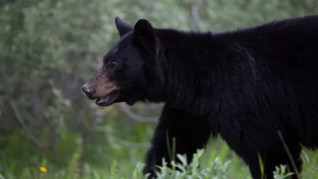 Bear encounters in Canada: What's been happening and how can you reduce the risks?