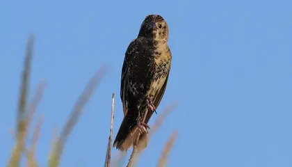An 'Extremely Rare' Half-Male, Half-Female Bird Temporarily Took Up Residence Outside of Chicago
