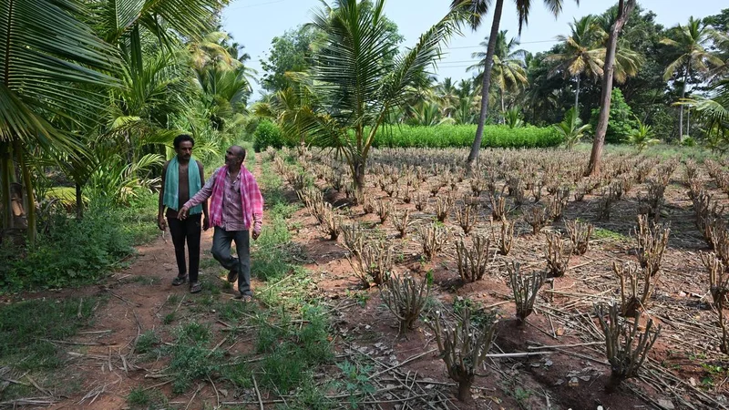 Bidadi township: Chief Minister signals compensation beyond ₹3 crore an acre