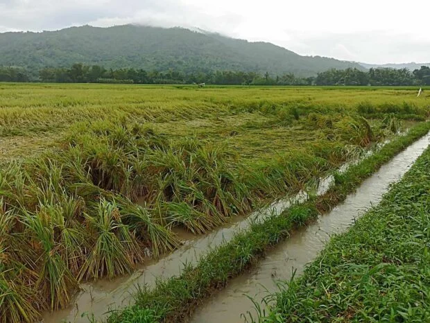 DA: Agri damage from storms, habagat tops P1B