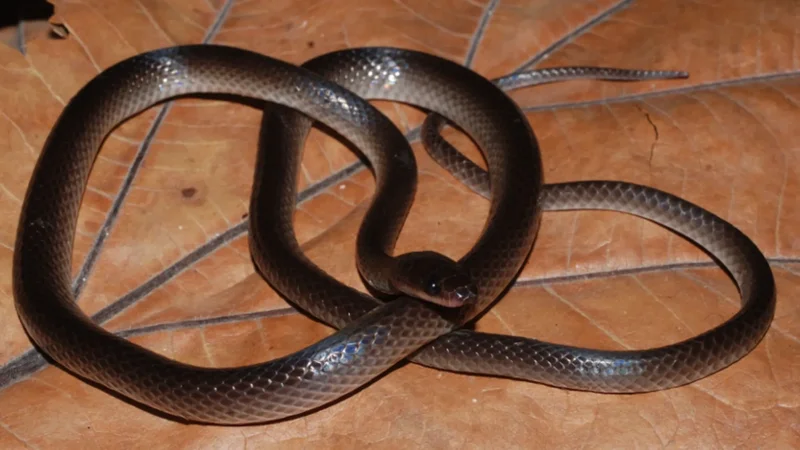 New snake species named in honor of Guns N’ Roses guitarist Slash
