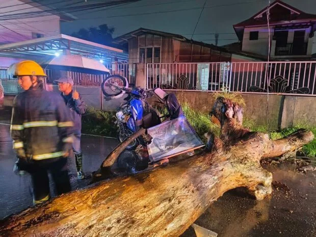 Falling tree injures 2 in Angeles City