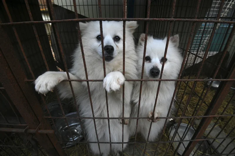 North Korea tells residents to eat dog-meat soup to tackle record heatwave
