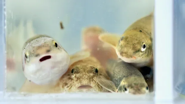 What lives in the rivers near you? Why scientists want you to know