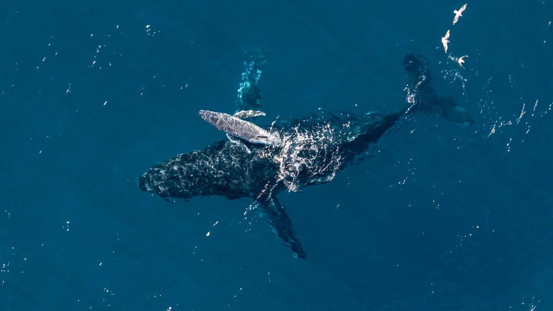 'It's incredibly rare to see a moment like this in the ocean': Camera drone captures moment humpback whale gives birth off Australian coast