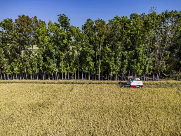Philippine farm output recovers in Q2