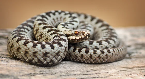 How Vipers Got Their Venom